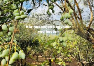 Økologisk Koroneiki-olivenlund på Peloponnes, hvor THE INMANI dyrker sine oliven til hudpleje