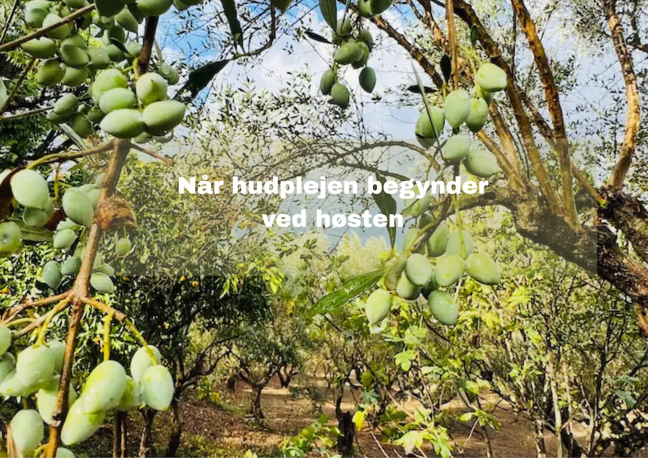 Økologisk Koroneiki-olivenlund på Peloponnes, hvor THE INMANI dyrker sine oliven til hudpleje